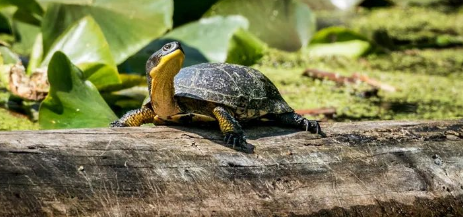 Feng Shui Symbolism of Turtle