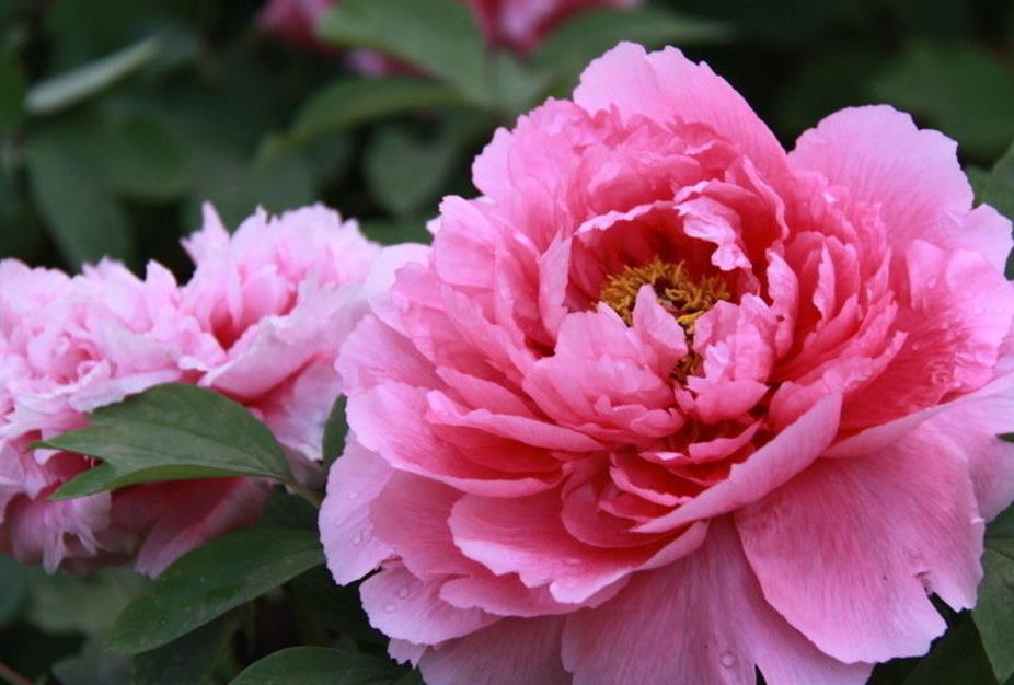 What auspicious flowers should be kept at home for feng shui?