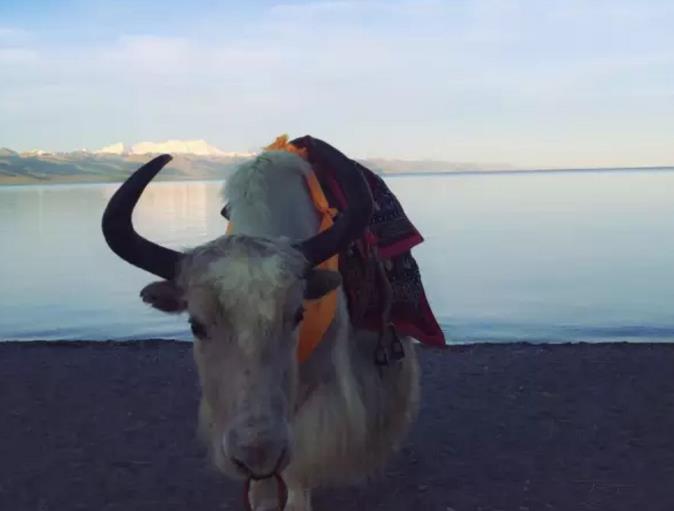 2017年想转运的一定要看哦!