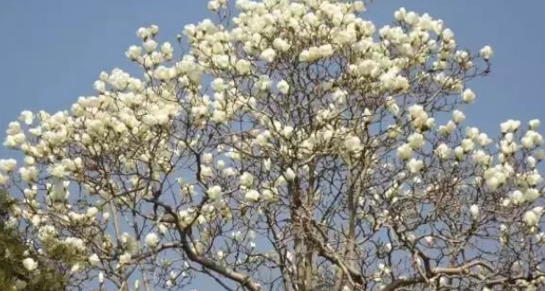 Magnolia tree