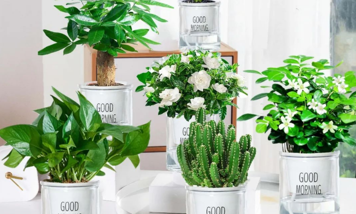 Feng Shui Plants