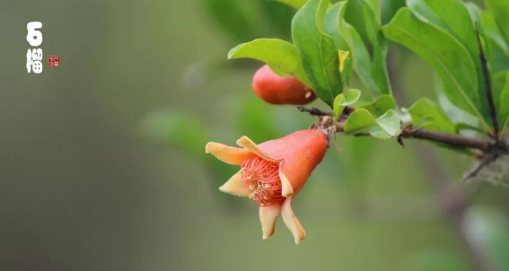 Feng Shui Plants