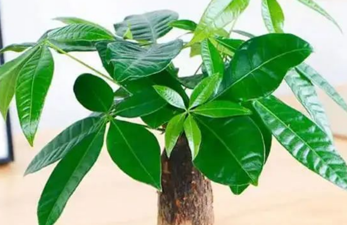 prosperity tree feng shui